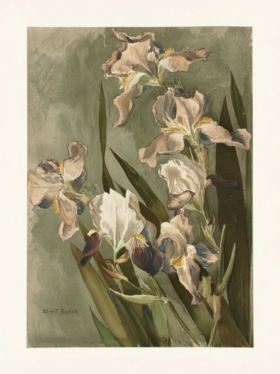  autorstwa Elizabeth F. Parker