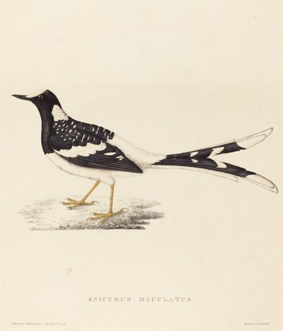 Enicurus Maculatus (widłogon plamisty) autorstwa Elizabeth Gould