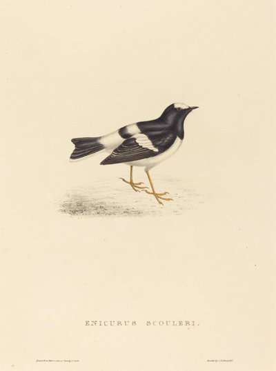 Enicurus Scouleri (Mały widłogon) autorstwa Elizabeth Gould