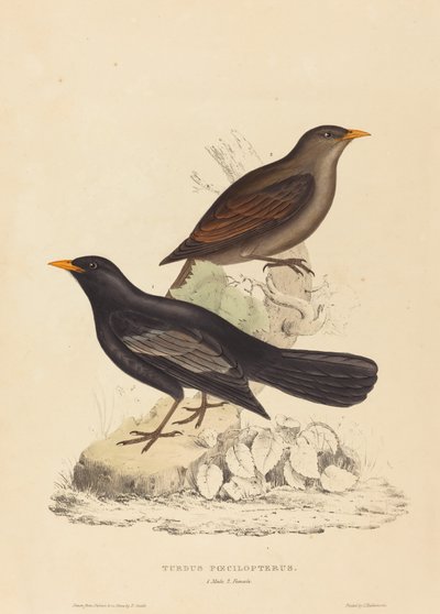 Turdus Poecilopterus (drozd Azteków) autorstwa Elizabeth Gould