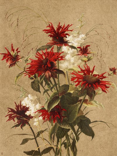 „Balm and Spiraea” autorstwa Ellen Thayer Fisher autorstwa Ellen Thayer Fisher