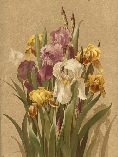 Fleur De Lis, nr 3 autorstwa Ellen Thayer Fisher