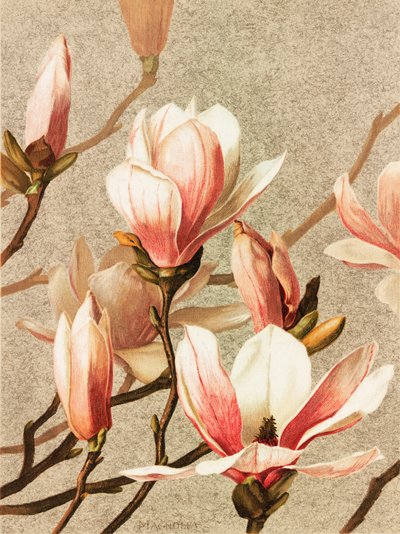 Magnolia autorstwa Ellen Thayer Fisher