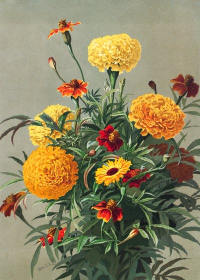 Nagietki autorstwa Ellen Thayer Fisher