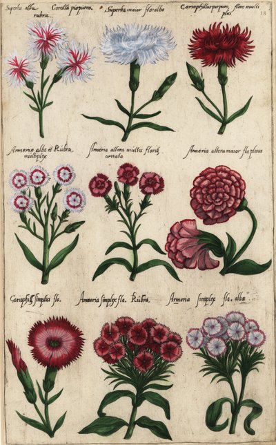 Różne odmiany goździka, Dianthus caryophyllus autorstwa Emanuel Sweert