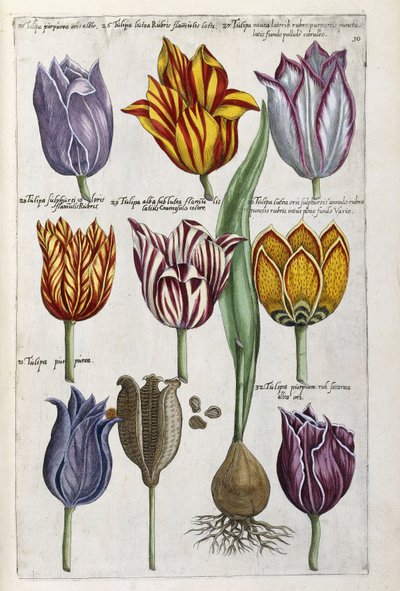 Różne tulipany, 1612-14 autorstwa Emanuel Sweert