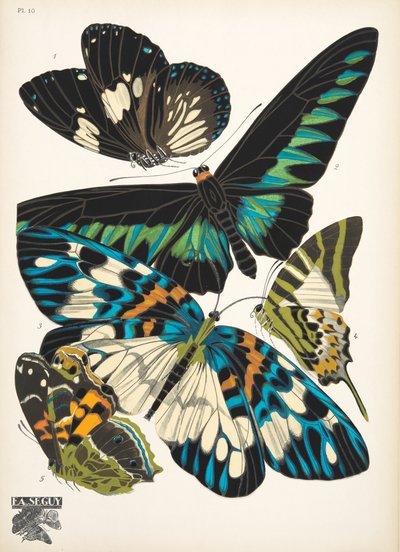 Płyta 10, z Butterflies, wyd. 1925 (odbitka szablonowa) autorstwa Émile Allain Séguy