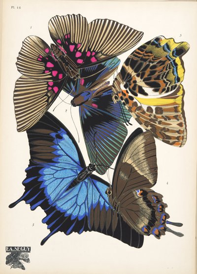 Płyta 16, z Butterflies, wyd. 1925 (odbitka szablonowa) autorstwa Émile Allain Séguy