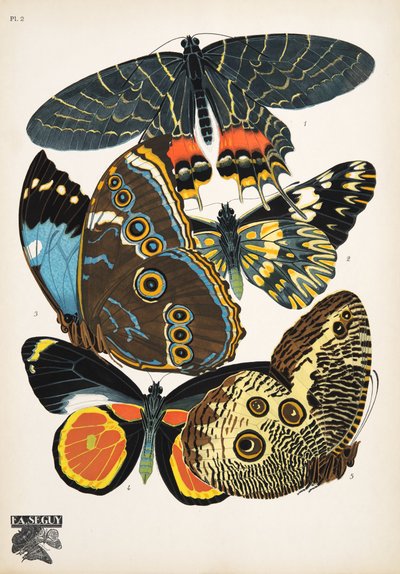Płyta 2, z Butterflies, wyd. 1925 (odbitka szablonowa) autorstwa Émile Allain Séguy