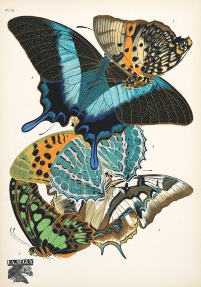 Płyta 13, z Butterflies, wyd. 1925 (odbitka szablonowa) autorstwa Émile Allain Séguy