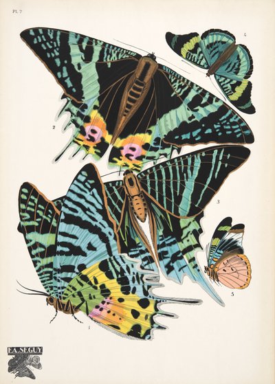 Płyta 7, z Butterflies, wyd. 1925 (odbitka szablonowa) autorstwa Émile Allain Séguy