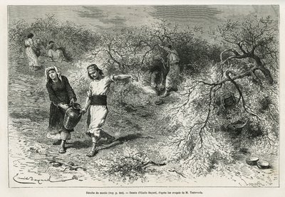 Kolekcja kitu, białej żywicy lentis, w sezonie letnim, jest podstawą produkcji brandy anyżowej, według rysunku Emila Bayarda, ilustrującej historię „Wyspa Chio” (Wschodnia Turcja), w 1877 r., autorstwa dr. A. Testevuide. Grawerowanie w Le autorstwa Emile Antoine Bayard