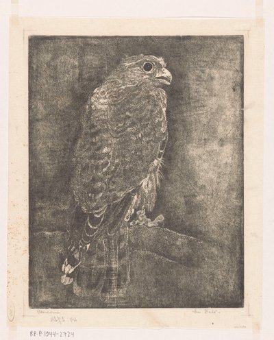 Sokół na gałęzi autorstwa Emilius Wilhelmus Dehé (signed by artist)