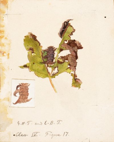 Crumpled Leaf Caterpillar, opracowanie do książki Concealing Coloration in the Animal Kingdom autorstwa Emma Beach Thayer
