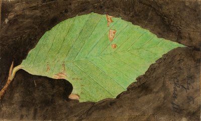 Mniejszy Cętkowany Brzeg Liścia Plaży Caterpillar..., koniec XIX-początek XX wieku. autorstwa Emma Beach Thayer