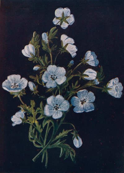 Baby-Blue-Eyes, c1915, 1915 autorstwa Emma Graham Clock