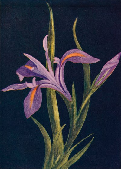 Irys ziemia, c1915, 1915 autorstwa Emma Graham Clock