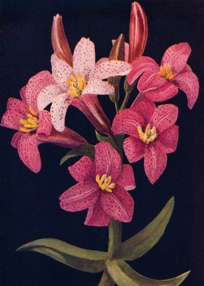 Rubinowa Lilia, ok. 1915, 1915 autorstwa Emma Graham Clock