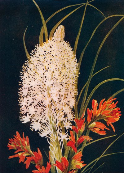 Pędzel z squaw Grass i szkarłatny, c1915, 1915 autorstwa Emma Graham Clock