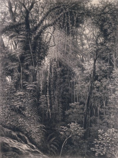 Widok na wąwóz nad Apią, Upolu, Samoa Zachodnie, 1877 (węgiel na papierze) autorstwa Emma Sandys
