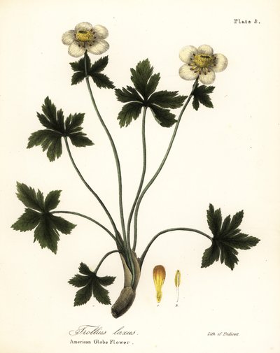American Globe flower lub amerykański rozpościerający się globeflower, Trollius laxus autorstwa Endicott Endicott
