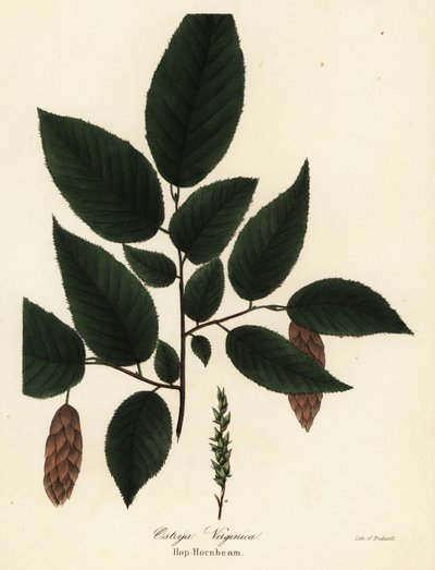 Grab amerykański, Ostrya virginiana (Hop-grab, Ostrya virginica) autorstwa Endicott Endicott