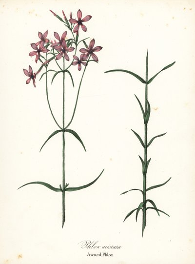 Floks markizy, Floks aristata autorstwa Endicott Endicott