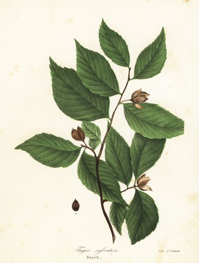 Buk, Fagus sylvatica autorstwa Endicott Endicott