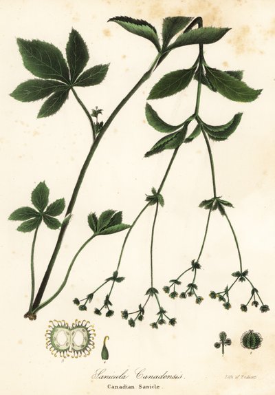Canadian Blacksnakeroot lub Canadian Sanicle, Sanicula canadensis autorstwa Endicott Endicott