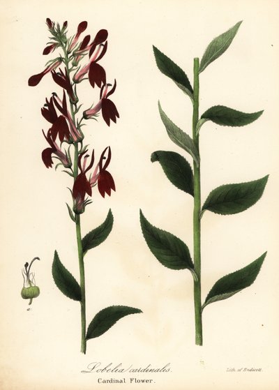 Kwiat kardynałowy, Lobelia cardinalis autorstwa Endicott Endicott