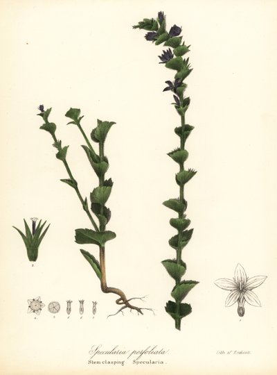 Triodanis perfoliata (Triadnis perfoliata) autorstwa Endicott Endicott