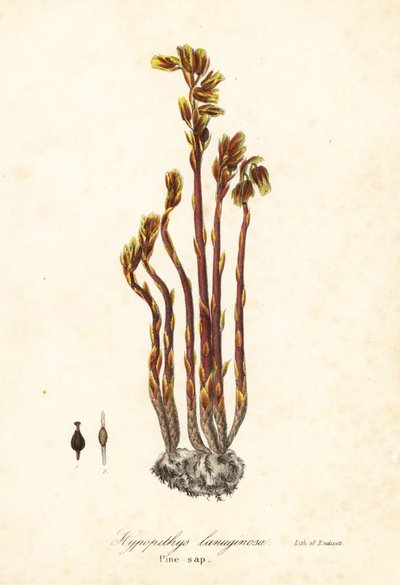 Fajka Holenderska, fałszywe krople bukowe, sosna lub żółte ptasie gniazdo, hypopity Monotropa (Sosna sosnowa, Hypopithys lanuginosa) autorstwa Endicott Endicott