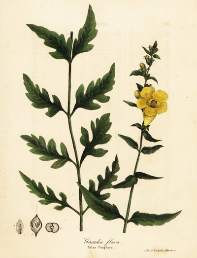 Fałszywa naparstnica, Aureolaria flava (Gerardia flava) autorstwa Endicott Endicott