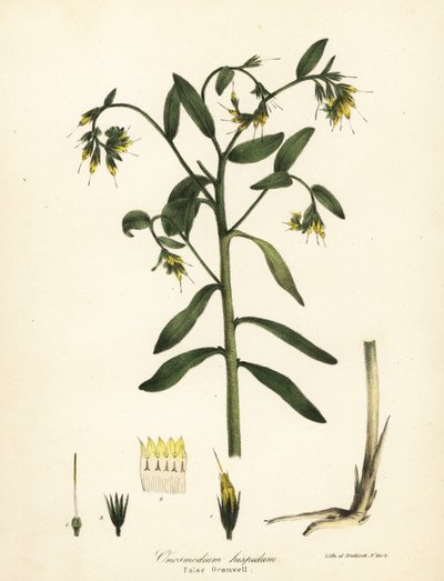 Fałszywy gromwell , Onosmodium hispidum autorstwa Endicott Endicott
