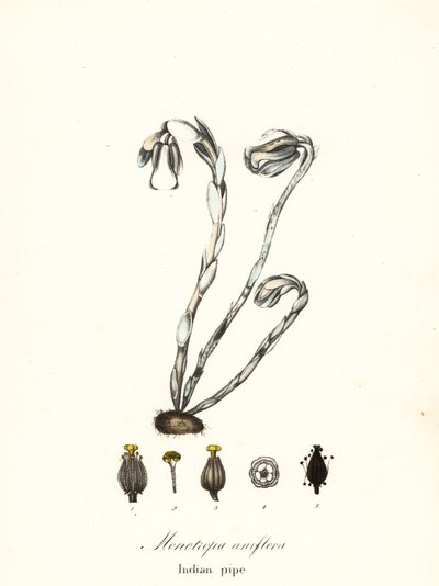 Roślina duchów, fajka duchów, fajka indyjska lub roślina zwłok, Monotropa uniflora autorstwa Endicott Endicott