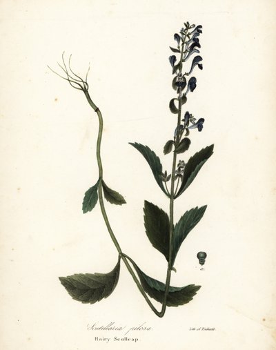 Scutellaria elliptica (Scutellaria pilosa) autorstwa Endicott Endicott