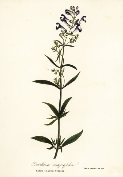 Kwiat hełmu, jarmułka hełmowa lub całolistna kapturka, Scutellaria integrifolia autorstwa Endicott Endicott