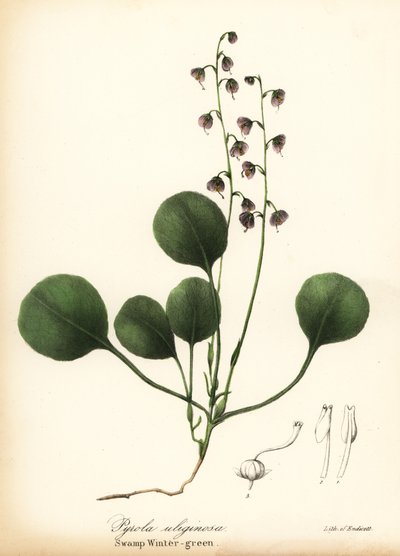zimozielona wątrobowa, zimozielona bagienna lub zimozielona różowa, Pyrola asarifolia (zimozielona bagienna, Pyrola uliginosa) autorstwa Endicott Endicott