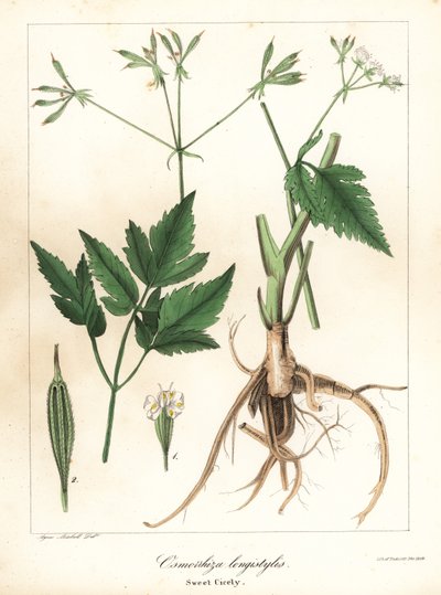 Długo-słodko-cicely, longstyle sweetroot lub sweet cicely, Osmorhiza longistylis autorstwa Endicott Endicott
