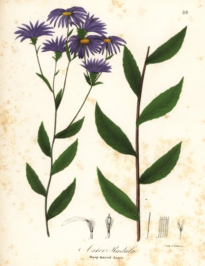 Niski szorstki aster lub szorstki aster drewniany, Eurybia radula (aster tarnikowy, Aster radula) autorstwa Endicott Endicott