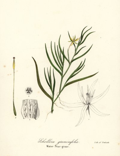 Babka błotna lub hiacynt wodny, Heteranthera dubia (Gwiaździsta wodna, Schollera graminifolia) autorstwa Endicott Endicott