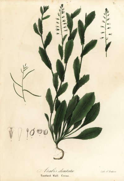 Murbeckiella pinnatifida (Rzeżucha zębata, Arabis dentata) autorstwa Endicott Endicott