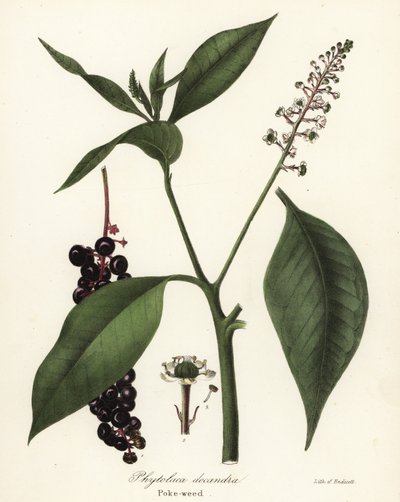 Szkarłatka , Phytolacca americana (Phytolaca decandra) autorstwa Endicott Endicott