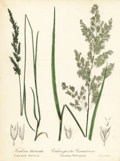 Łuska preriowa, Sphenopholis obtusata i trzcinnik kanadyjski, Calamagrostis canadensis autorstwa Endicott Endicott