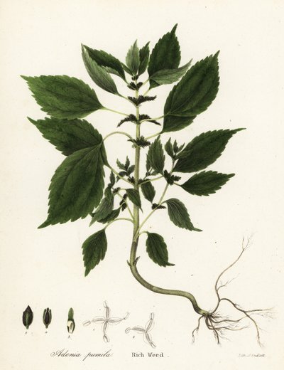 Bogaty chwast, Adenia pumila (Collinsonia canadensis?) autorstwa Endicott Endicott