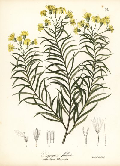 Trawa sierpowata lub złocisty aster sierpowaty, Pityopsis falcata (chrysopsis sierpowaty, Chrysopsis falcata) autorstwa Endicott Endicott