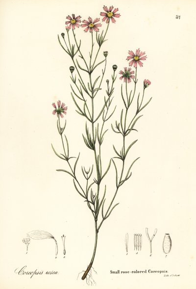 Mały różowaty coreopsis , Coreopsis rosea autorstwa Endicott Endicott