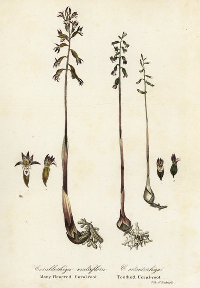 Koral plamisty, Corallorhiza maculata i koral jesienny, Corallorhiza odontorhiza (koral wielokwiatowy, Corallorhiza multiflora i koral ząbkowany, C autorstwa Endicott Endicott