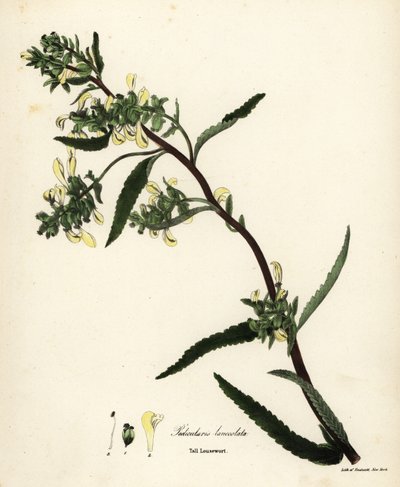 Wysoki gnidosz lub gnidosz bagienny, Pedicularis lanceolata autorstwa Endicott Endicott