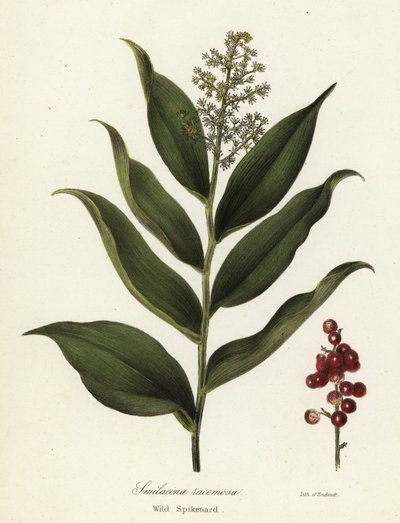 Treacleberry, Maiantemum racemosum (Dziki szpikanard, Smilacina racemosa) autorstwa Endicott Endicott